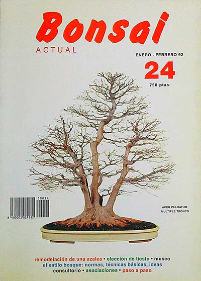Bonsai actual 24
