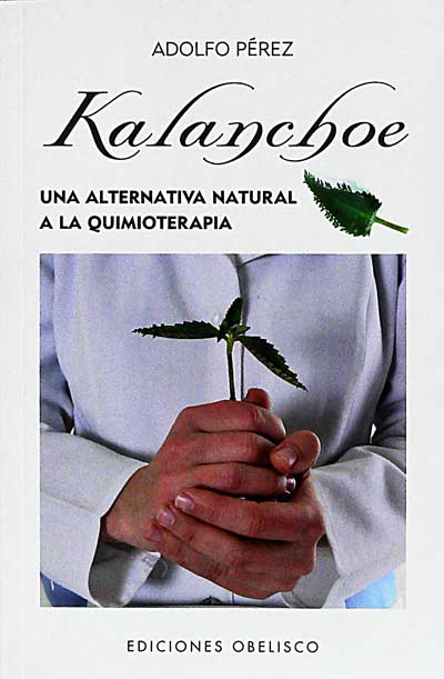 Kalanchoe 